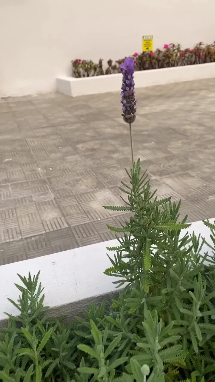 Ramo de lavanda no canteiro da entrada da IKB Clinic
